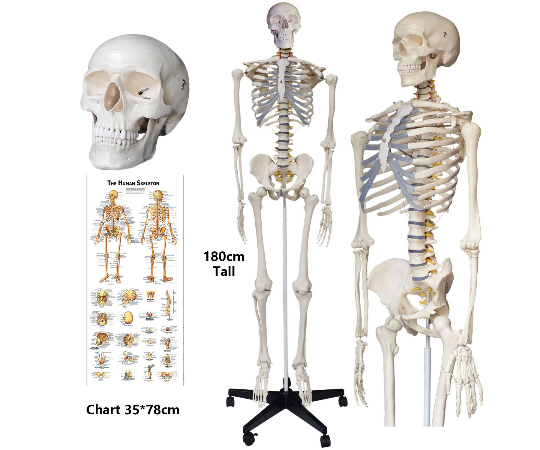 How accurate is a human body skeleton model compared to a real human skeleton?